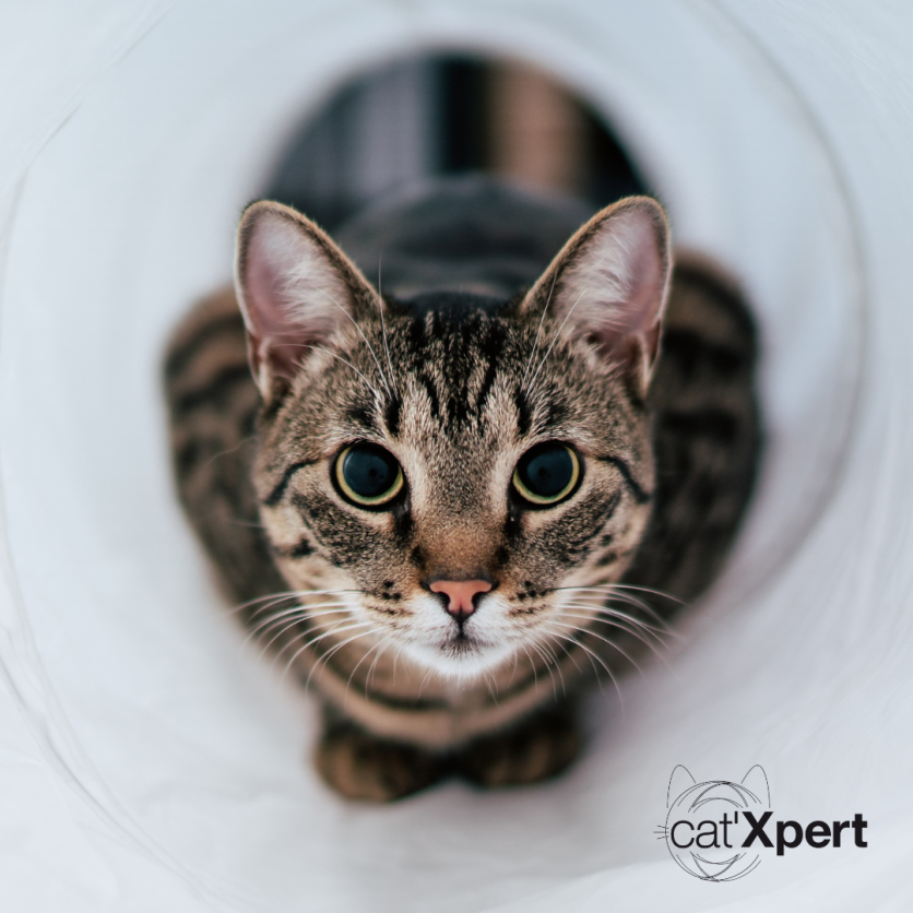 Facebook-opslag om forhøjet stofskifte hos kat