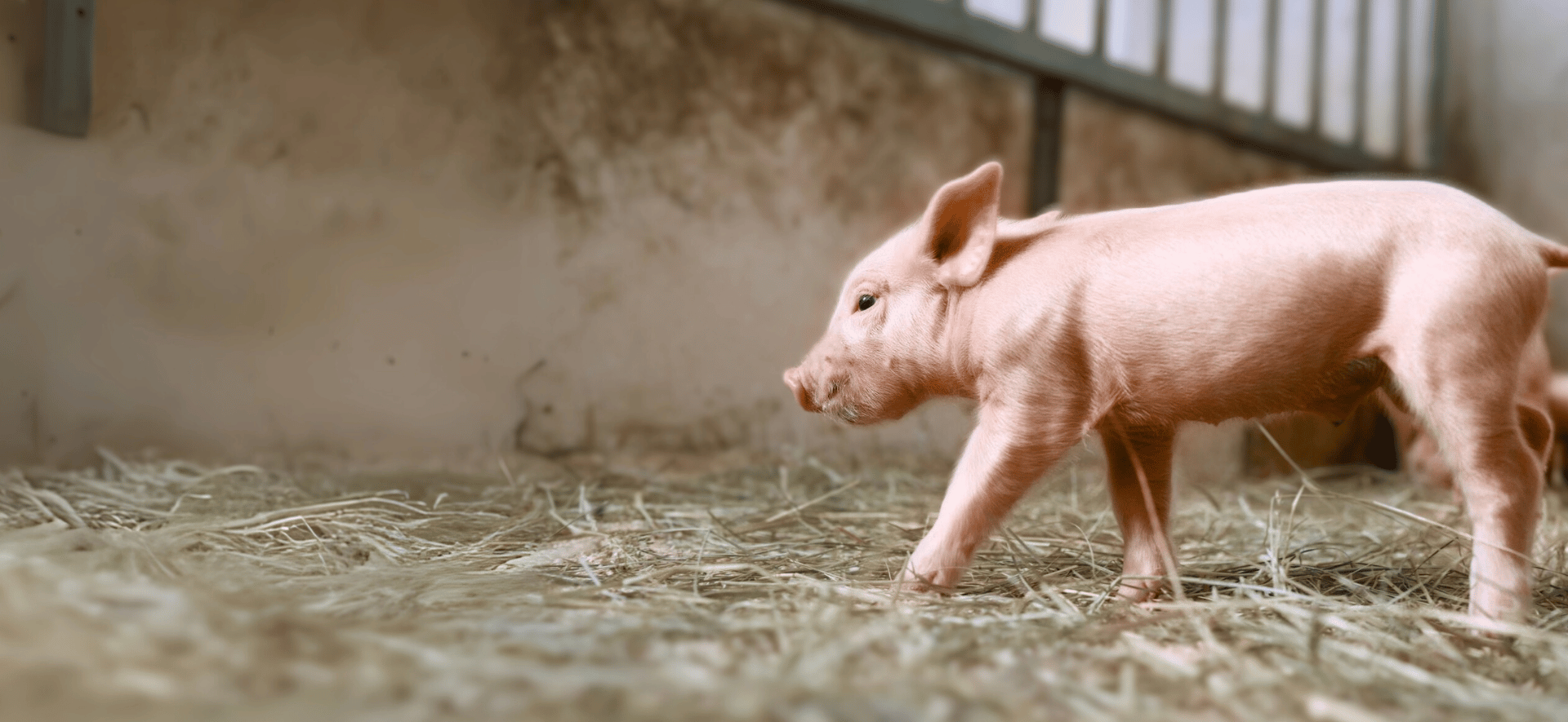 Velkommen til Vetportal