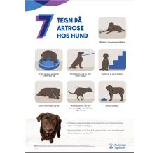 7 tegn på artrose hos HUND - 50x70 cm (A-skilt)