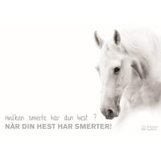 Når din hest har smerter
