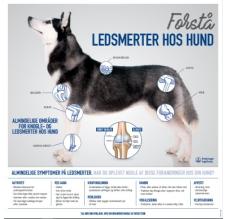 FORSTÅ LEDSMERTER HOS HUND - POSTER