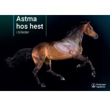 Astma hos hest i billeder