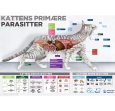 Endecto katte plakat 50x70