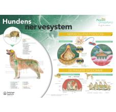 Hundens nervesystem