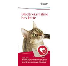 Blodtryksmåling hos kat