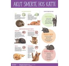 Akut smerte hos kat poster