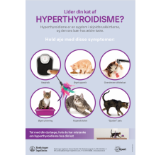 Apelka plakat - Lider din kat af hyperthyroidisme?