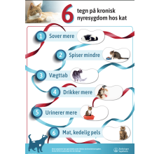 6 tegn på at din kat har en nyresygdom