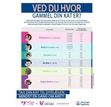 Life stages - Feline Poster