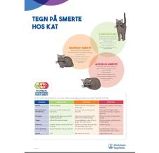 Tegn på smerte hos KAT - 50x70 cm (A-skilt)