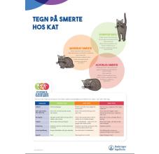 Tegn på smerte hos KAT - A3
