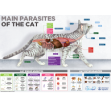 Endecto cat poster 50x70 cm English