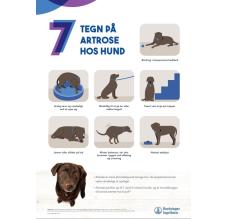 7 tegn på artrose hos HUND - A3