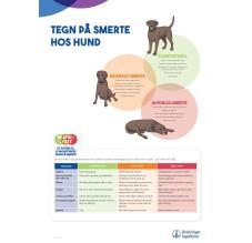 Tegn på smerte hos HUND - A3