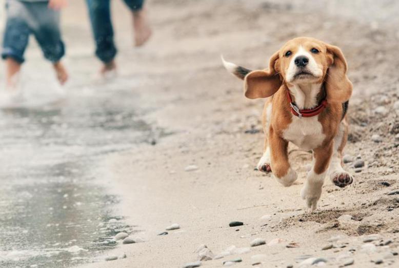 En hund springer på stranden