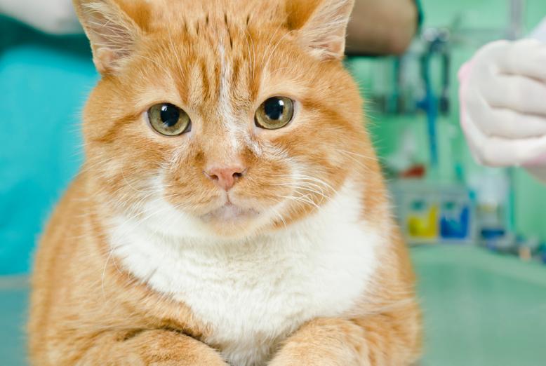 cat ready for blood sample