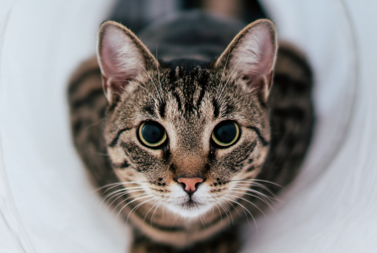 Facebook-opslag om forhøjet stofskifte hos kat