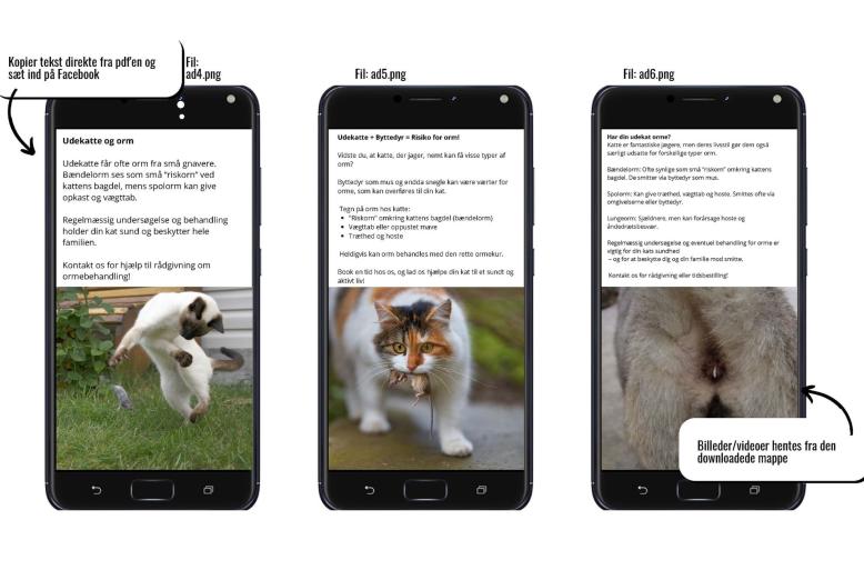 Facebookopslag om indvoldsorme hos katte