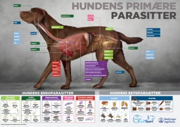 Endecto hunde plakat 50x70