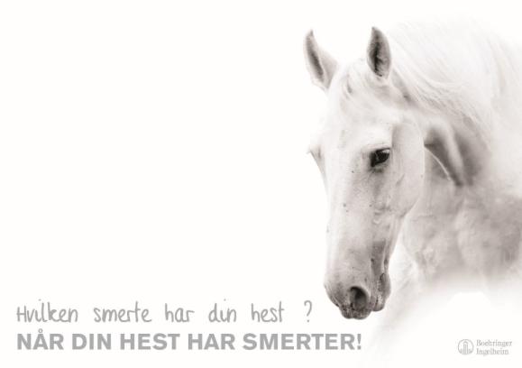Når din hest har smerter