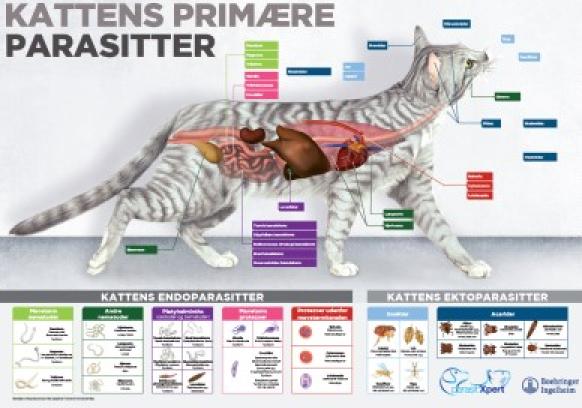 Endecto katte plakat A1