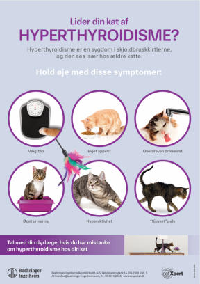 Apelka plakat - Lider din kat af hyperthyroidisme?
