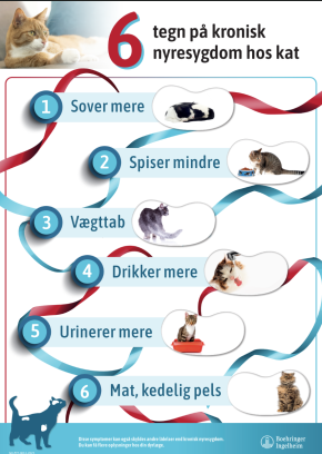6 tegn på at din kat har en nyresygdom
