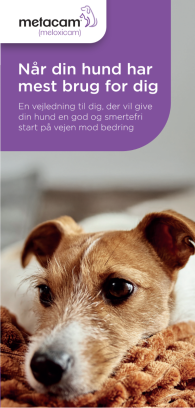 Læs mere om, hvad du kan gøre for at hjælpe din hund.
