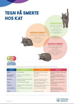 Tegn på smerte hos KAT - A3