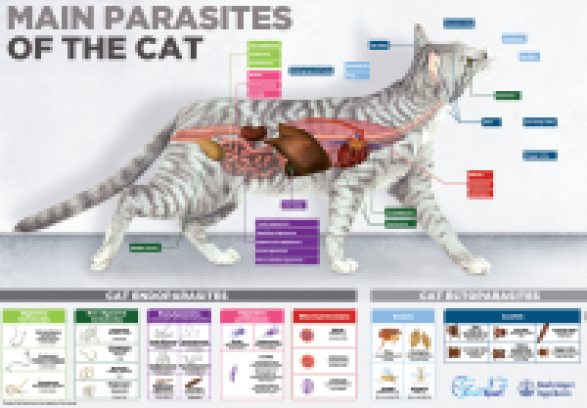 Endecto cat poster 50x70 cm English