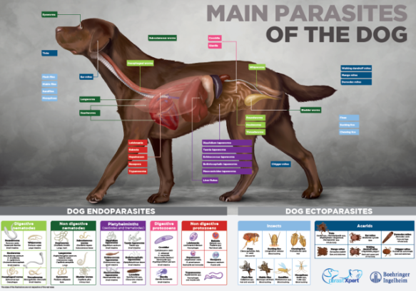 Endecto dog poster 50x70 cm English